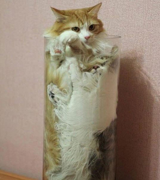 Пушистики "А мне так удобно"