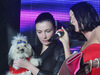 DOGS FASHION SHOW