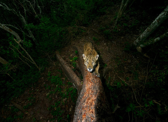 Wildlife Photographer of the Year 2018