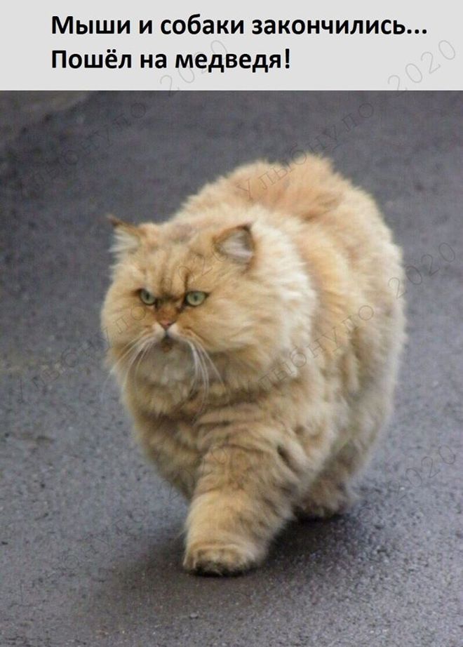 Охота на медведя