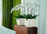 Комнатные растения в интерьере