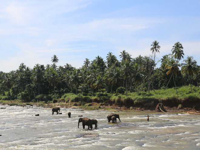 Дмитрий Каднай о Шри-Ланке: все, что вы не прочитаете в путеводителе об острове