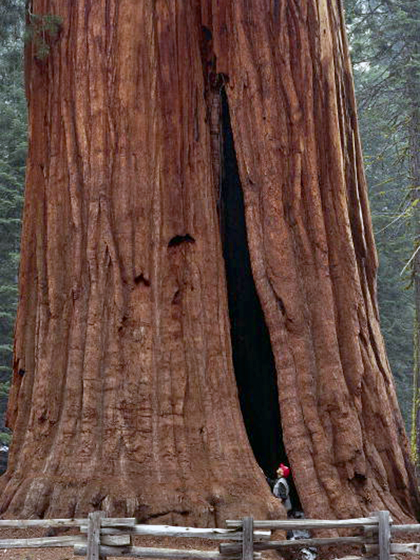 Дерево по прозвищу "президент", Sequoia National Park