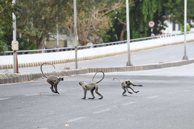 дикі тварини на вулицях міст