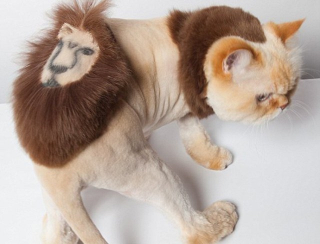 Мой хозяин - идиот