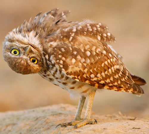 Смешные животные