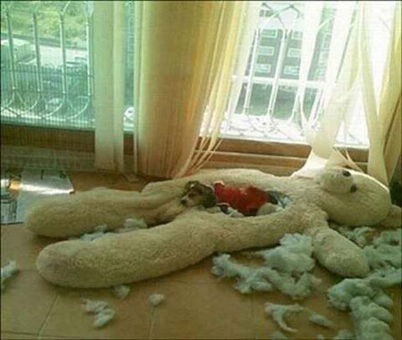 Что делать, когда дома нет хозяина