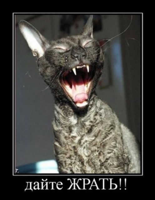 Демотиваторы про котов