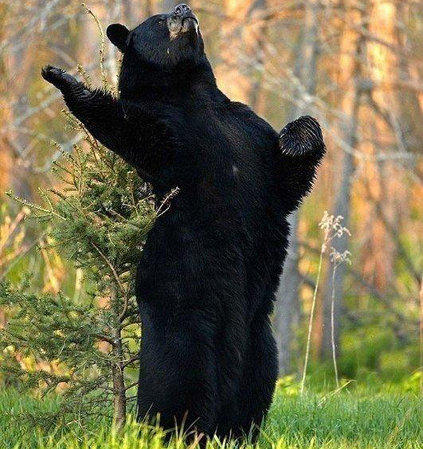 Чем заняться, если ты медведь