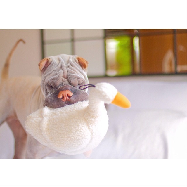 Шарпей Паддингтон