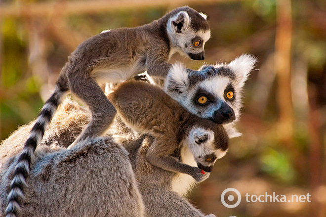 Мадагаскар