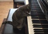 Кот играет на клавишных)