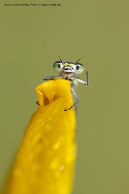 Comedy Wildlife Photography Awards