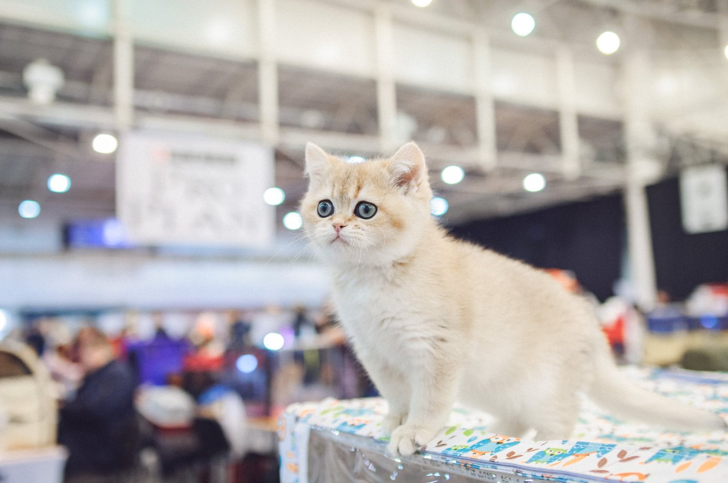 Міжнародна виставка котів Pro Plan® Гран Прі 2018