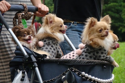 Прикольные собачки в колясочках
