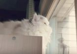 Зефирная кошка нервно моет окно
