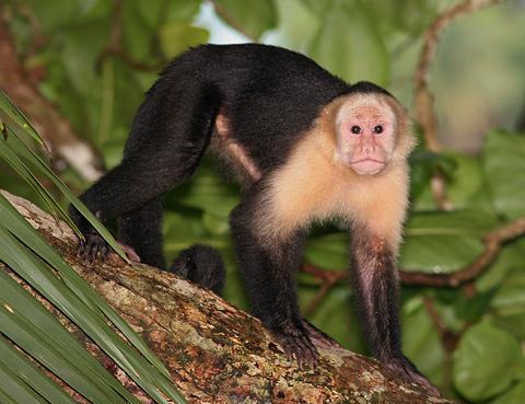 Смешные обезьяны