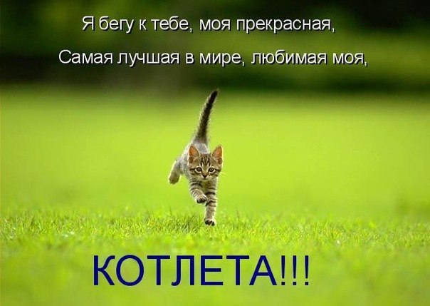 Картинки про котов