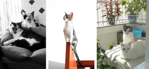 Кошки - лучшее украшение Вашего дома