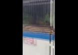 Случай в зоопарке Звери в зоопарке
