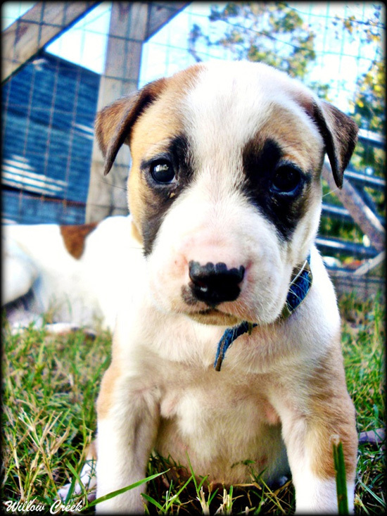 Очаровательные щеночки питбуля