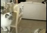кошаки