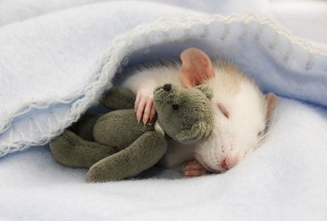 Миленькие крыски с плюшевыми мишками