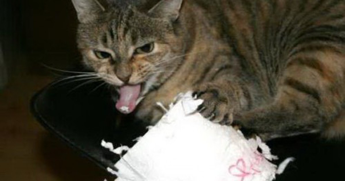 Кошка рвет едой что делать. Кот напакостил. Кошка безобразничает. Кошачьи проделки. Кот порвал бумагу.
