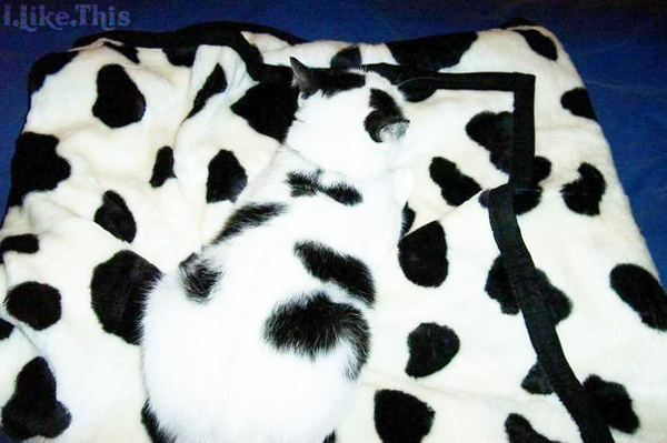 Маскировка 80 лвл