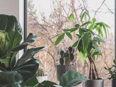 Комнатные растения