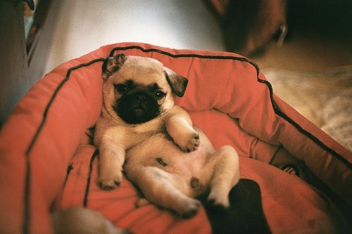 Собаки смешняки