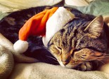 праздничные коты праздничные коты