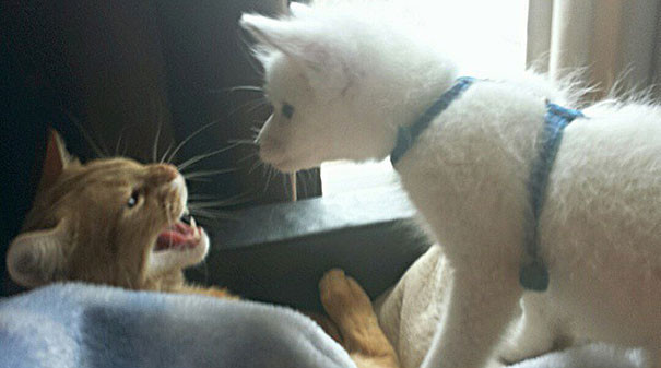 Необычные домашние питомцы