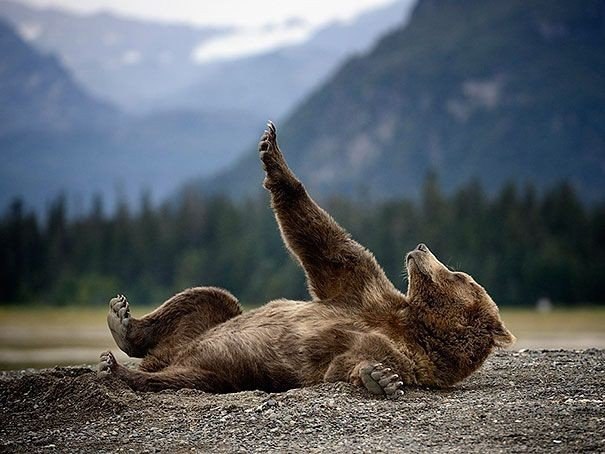 Забавные моменты из жизни медведей