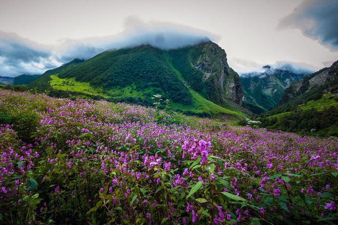 Фотопутешествие: Долина квітів в Індії