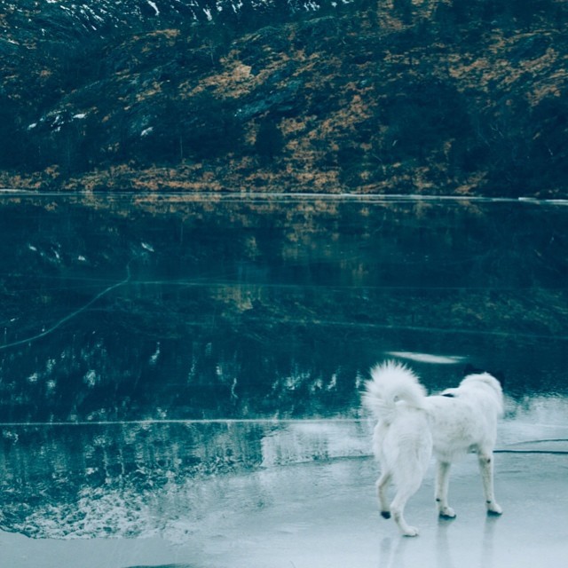 хаскі Акіак 