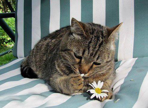 любит...не любит.... 