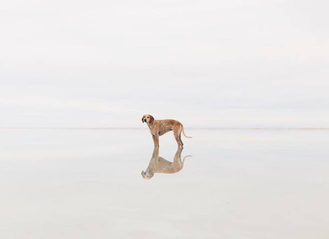 Невероятные приключения собаки-путешественницы Мэдди по Америке