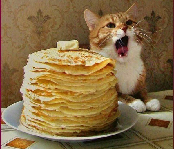 Котики и блинчики