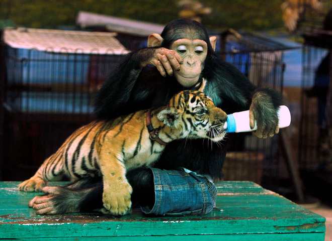 Шимпанзе кормит тигренка