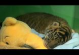 Засыпающий тигрёнок    