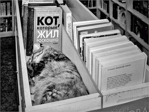 Кот, который жил росКОШНО :)))))))