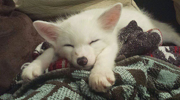 Необычные домашние питомцы