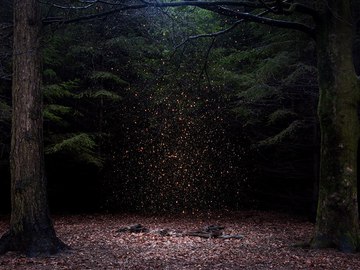 Фантасмагорический лес в Англии