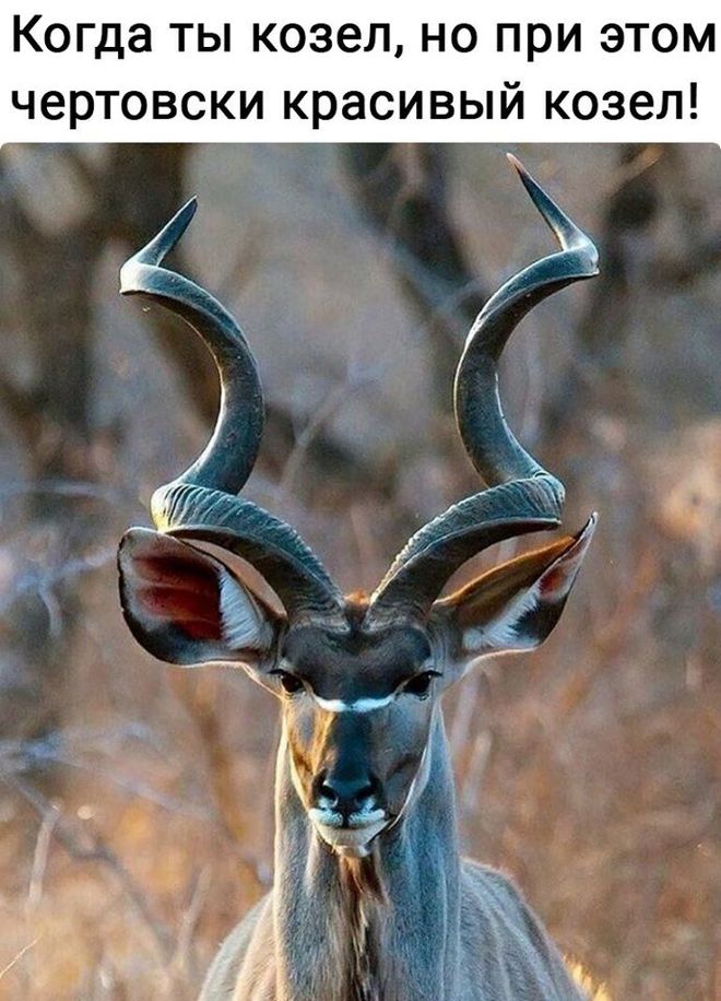Красивый козел