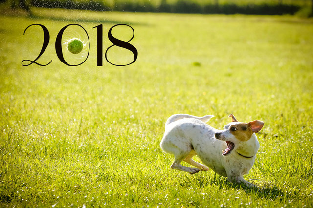 Спортивного Нового года собаки 2018