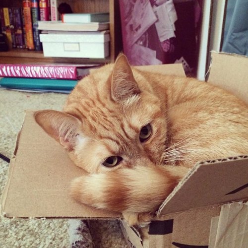 Обожатели коробок