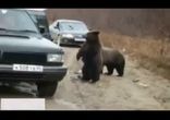 Русские медведи