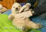 baby_polar_bear
