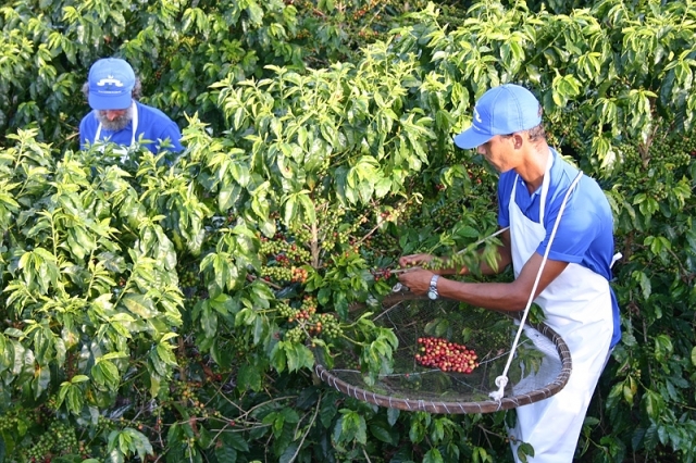 Бразиля фото: Как добывают бразильский кофе 